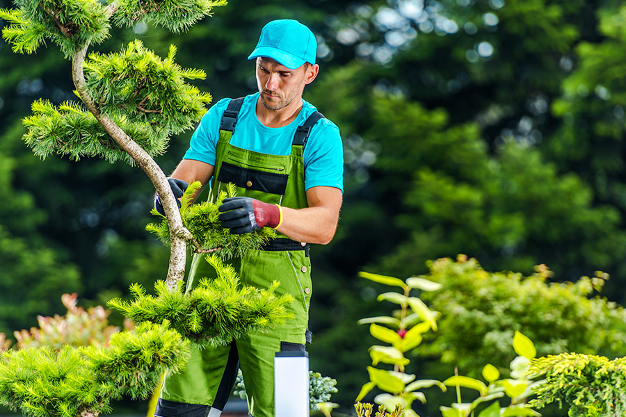 Jardinero realizando mantenimiento